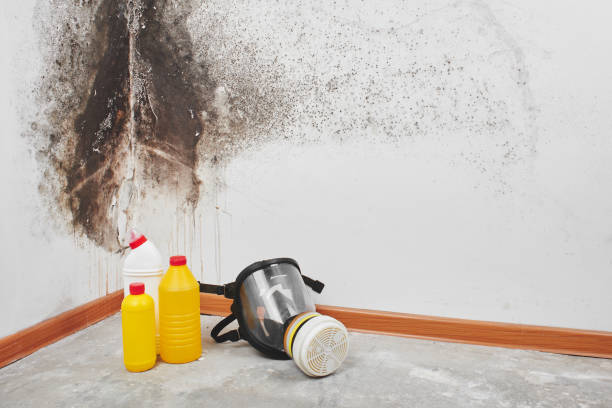 Best Mold Removal Company Near Me  in Agua Dulce, CA