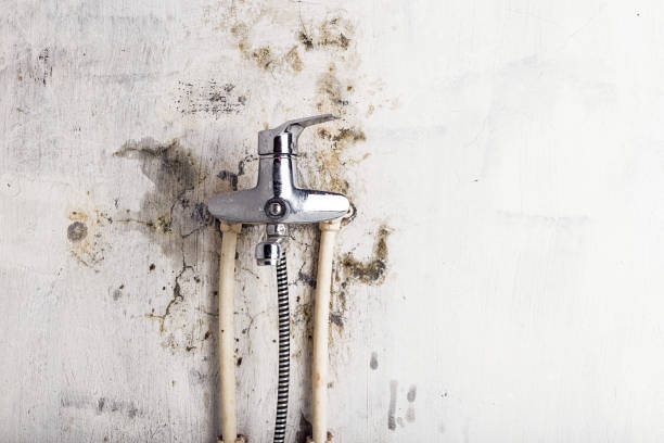 Trusted Agua Dulce, CA Mold Removal Experts