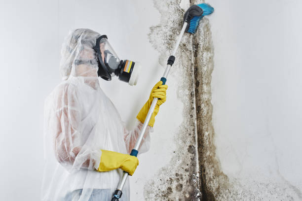 Home Mold Removal in Agua Dulce, CA