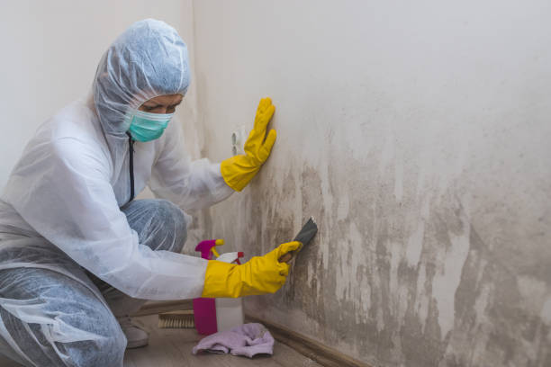 Best Emergency Mold Removal  in Agua Dulce, CA