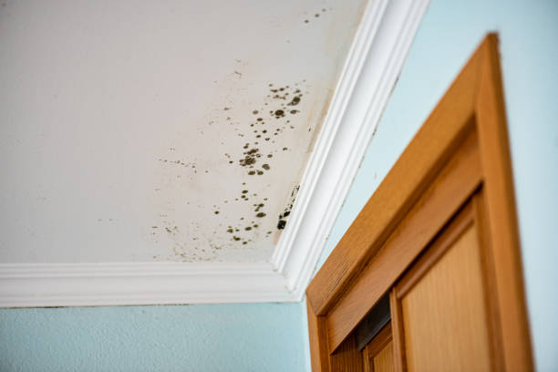 Best Mold Cleaning Services  in Agua Dulce, CA