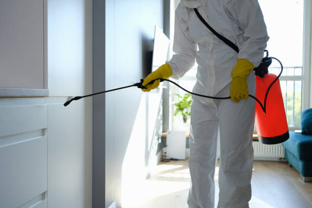 Best Mold Remediation Experts  in Agua Dulce, CA
