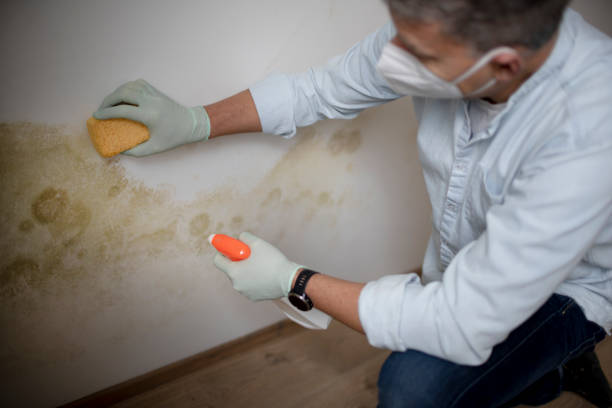 Best Commercial Mold Removal  in Agua Dulce, CA