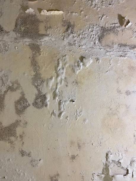 Best Crawl Space Mold Removal  in Agua Dulce, CA