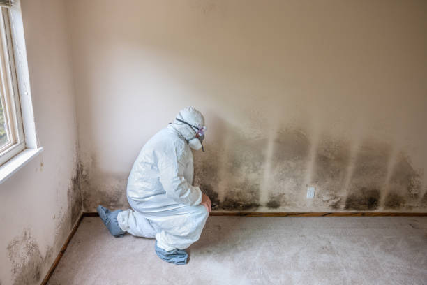 Best Black Mold Removal  in Agua Dulce, CA