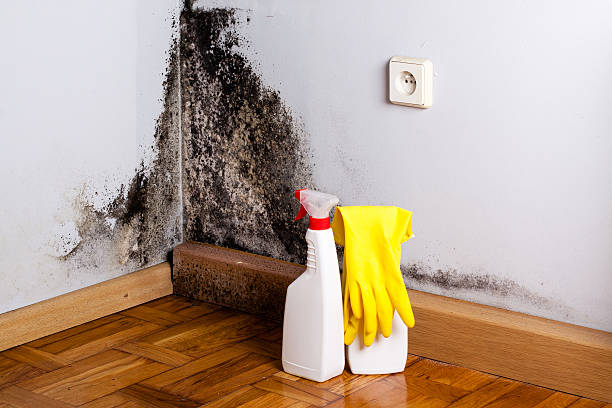 Best Residential Mold Removal  in Agua Dulce, CA