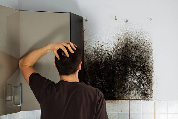 Best Mold Damage Repair  in Agua Dulce, CA
